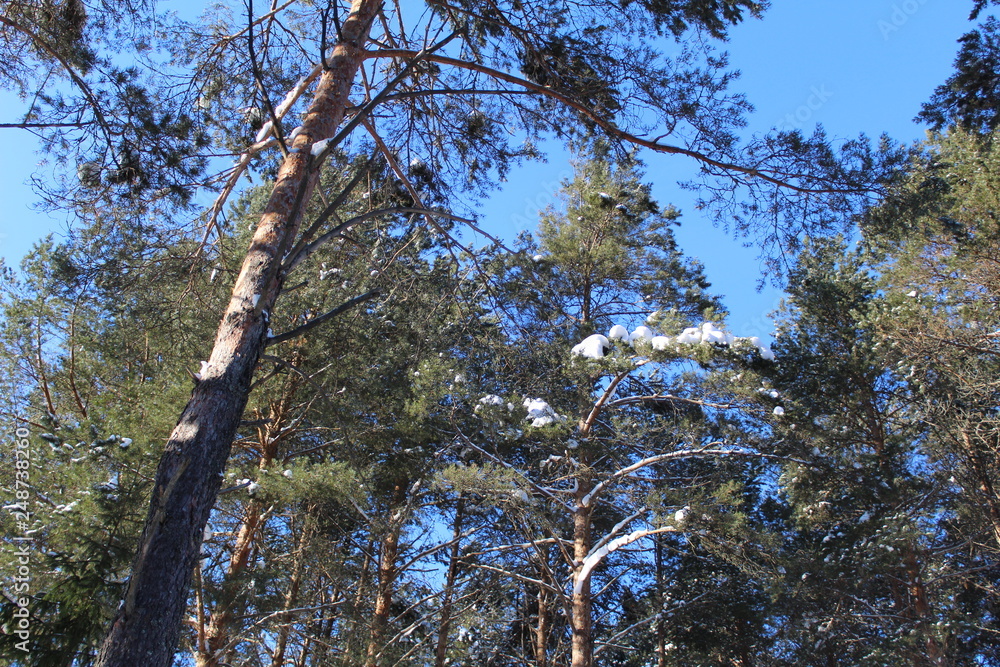 Fototapeta premium Trees snowy winter on a cold, Sunny day.
