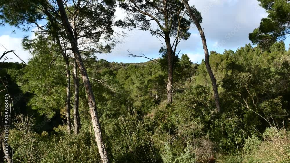 Pine Forest Trees Vegetation Nature Video 4K Pine Forest Trees Vegetation Nature Video 4K