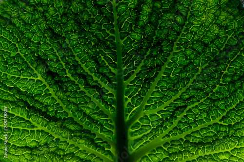 Macro image of a Wirsing in green with strong structure photo