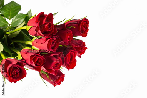 Gorgeous red roses close up view isolated. Beautiful backgrounds. Red Roses backgrounds. Valentine day backgrounds.