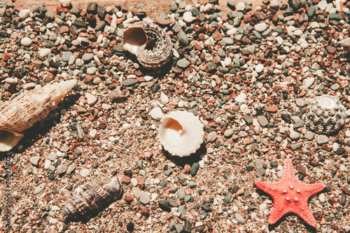 Beach summer background – seashells and sea stars and coralls on the sea pebbles, copy space for text photo