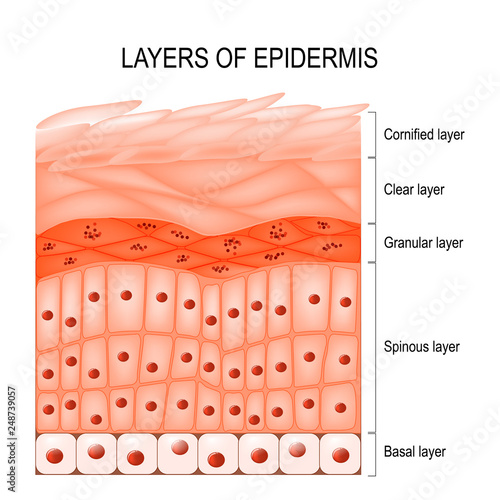 Layers of epidermis photo