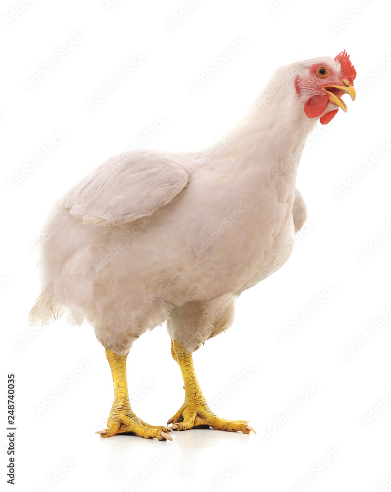 White big hen.