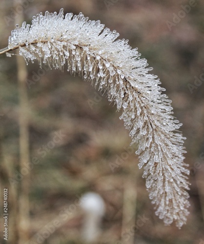 A hay stem fighting back against the polar vortex making its way through the farm.