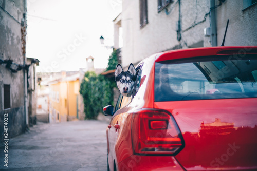 Siberian Husky dog pokes its head out of a car window. © OscarStock