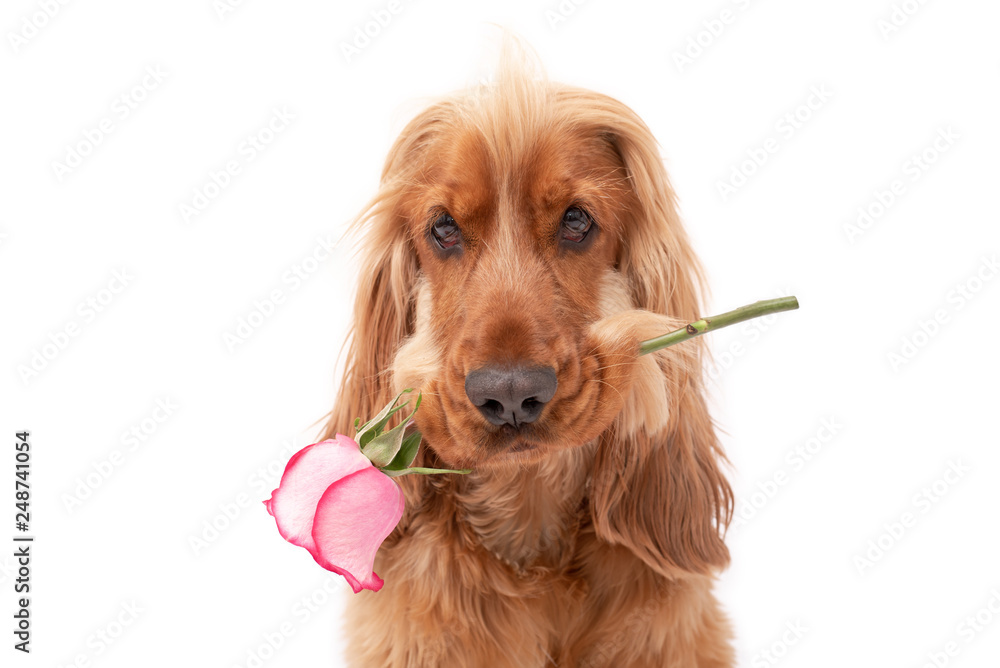Cocker spaniel dog holding pink rose isolated on white backround
