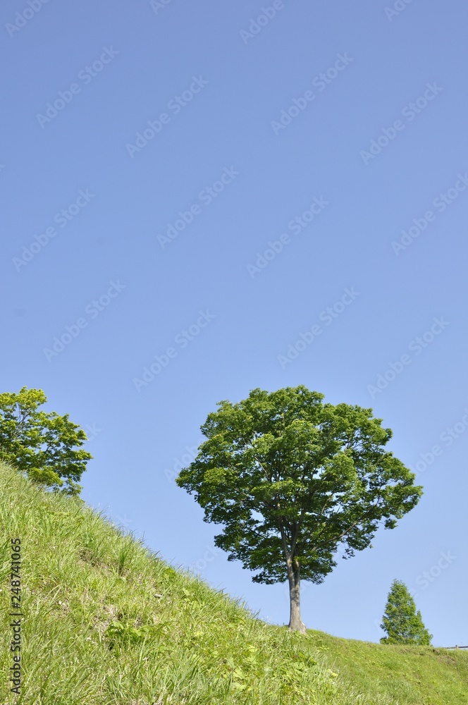 草原の木立ち 草原の木立ち