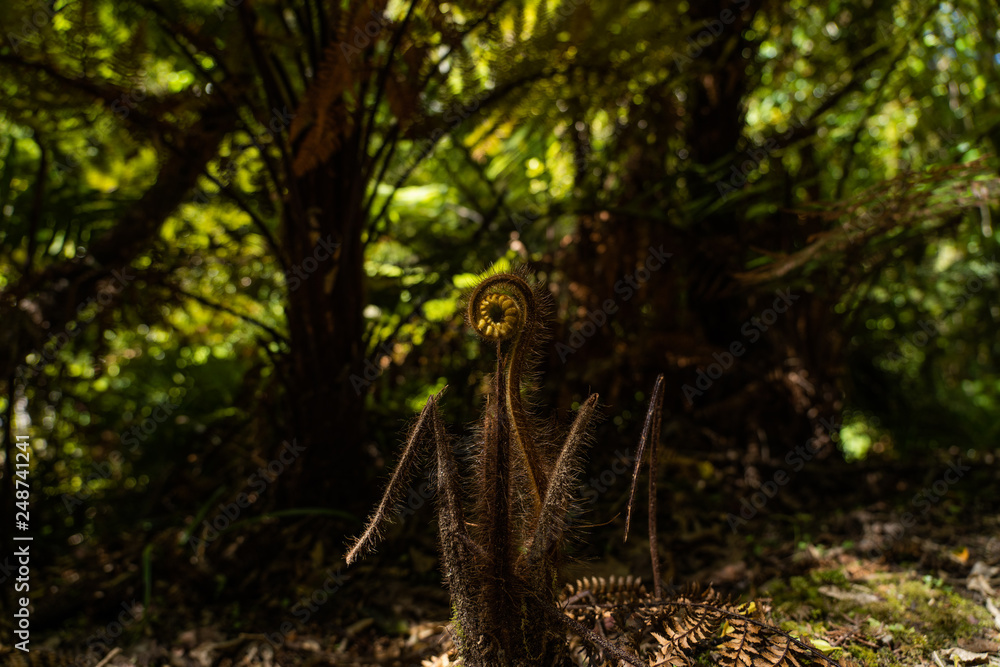 little fern in the middle of the jungle of New Zealand, forrest background with a little fern in the foreground little fern in the middle of the jungle of New Zealand, forrest background with a little fern in the foreground