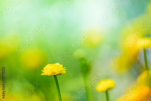 Yellow spring flowers on green background