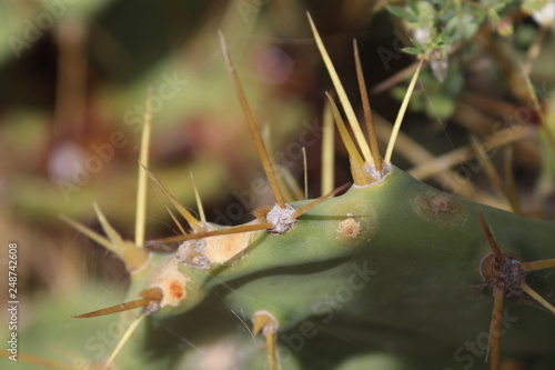 Púas de cactus photo