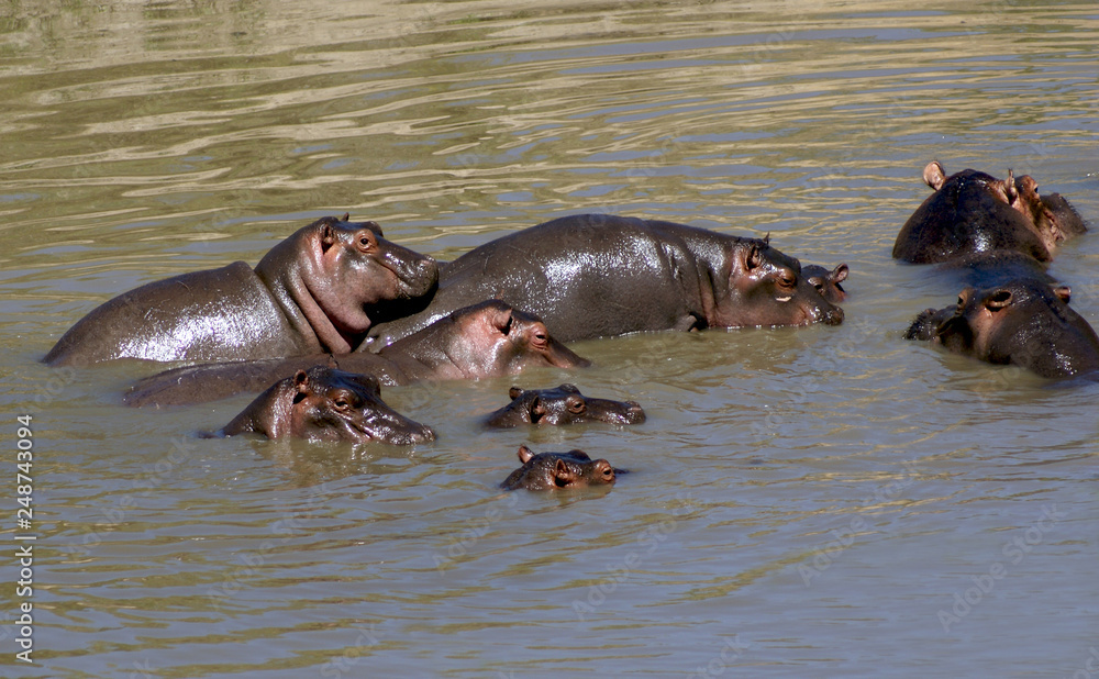 Fototapeta premium Hippo's family at Masai Mara national park, Kenya