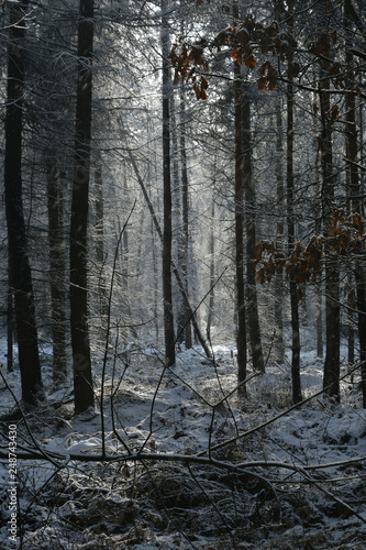 Fototapeta Naklejka Na Ścianę i Meble -  las zimą