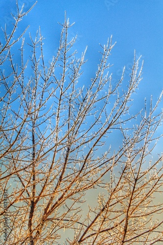 Icy branches waking up to a frigid day. Was definitely worth braving the cold weather that early though.