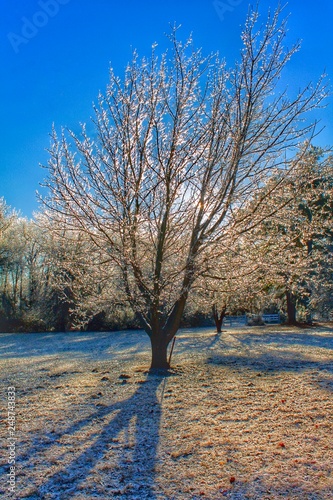 Frozen tree welcoming and shielding the sun, trying to keep it all to itself.
