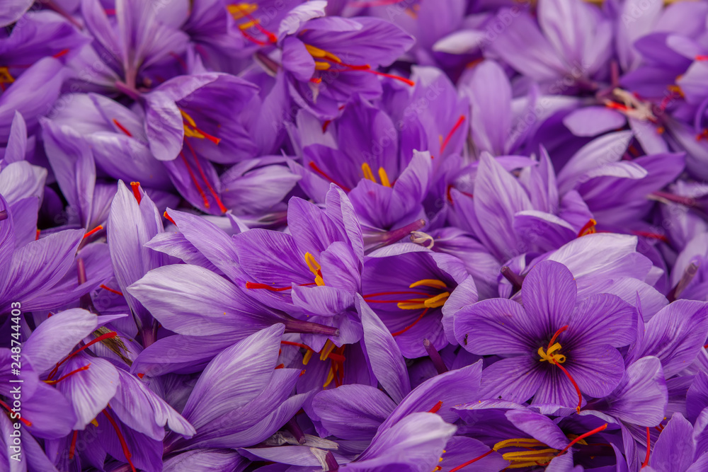 Flowers of saffron after collection. Crocus sativus, commonly known as the Flowers of saffron after collection. Crocus sativus, commonly known as the