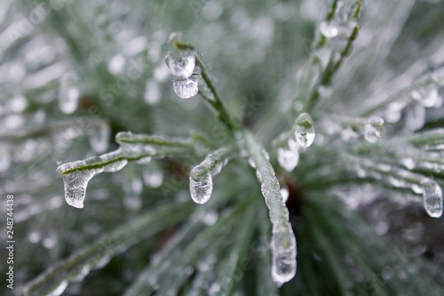 Closeup of a frozen evergreen branch