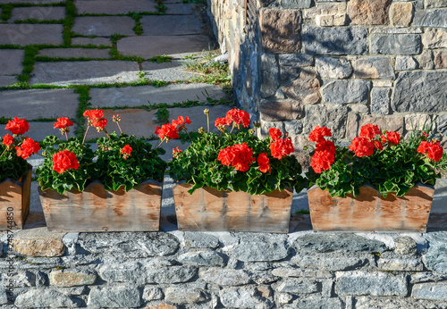 Close-up of potted geranium  Pelargonium  plants on a low stone wall in the garden of a chalet  Cogne  Aosta Valley  Alps  Italy