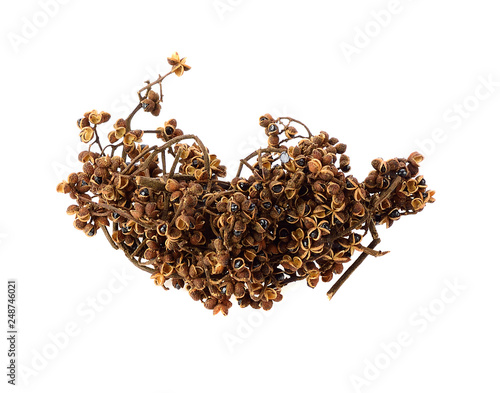 spices, Dry Zanthozylum limonella Alston on white background photo