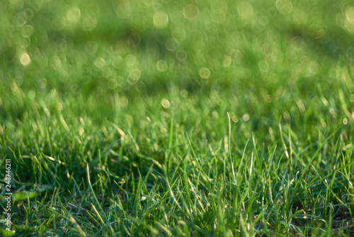 Background of a green grass with bokeh. Green grass texture