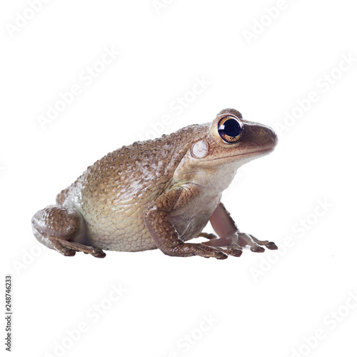 Cuban Treefrog (Osteopilus septentrionalis) in profile.  Isolated on white background