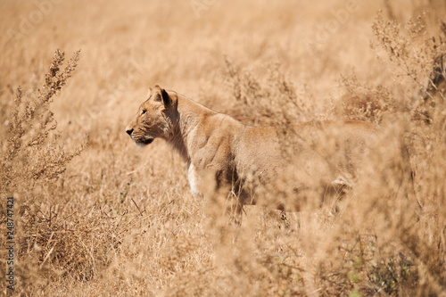 Wonderful lioness walks in the savannah.