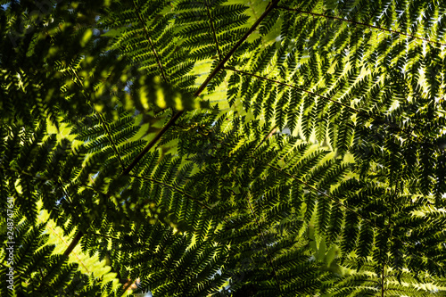 A fern in rain forest near FRANZ JOSHEP, New Zealand, Perfect natural fern pattern. Beautiful background made with young green fern leaves