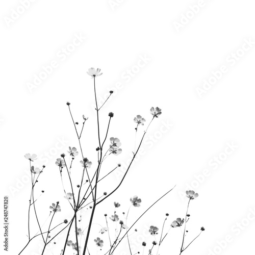 Meadow florets on a white background. Black and white photo