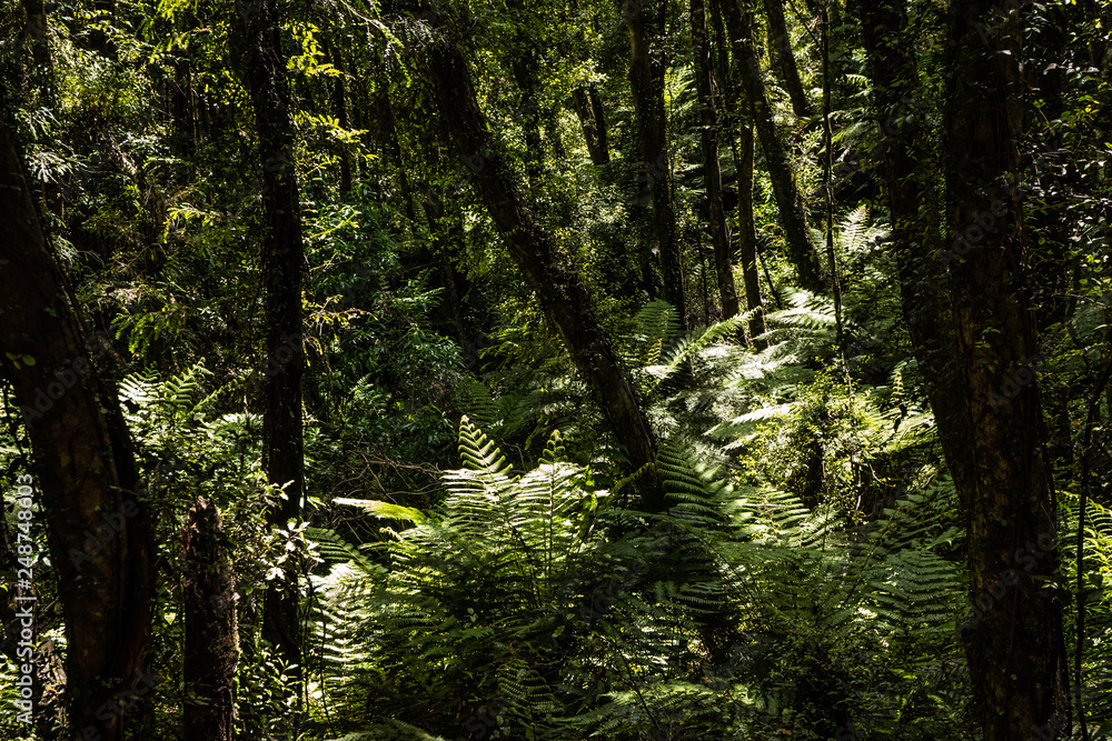 Obraz premium amazing nature of New Zealand, nature wallpaper of the nature in New Zealand, great wildlife and plants of New Zealand