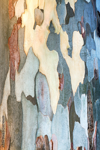 background of eucalyptus bark