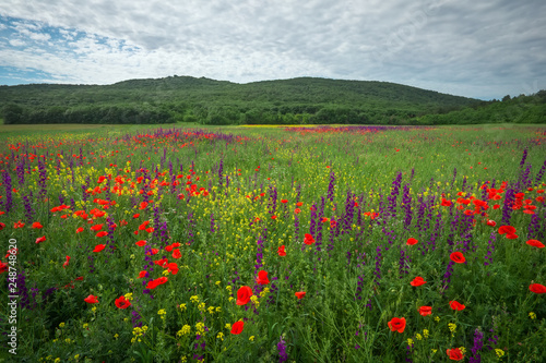 Spring flowers in field. Beautiful landscape. Composition of nature