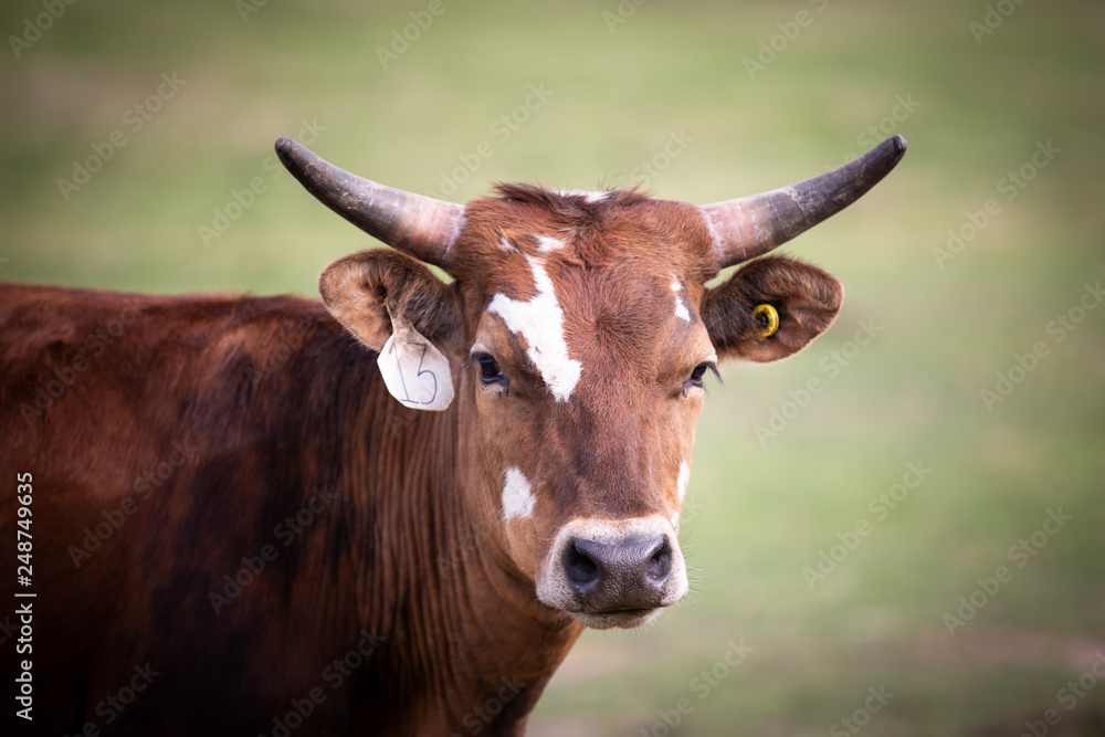 Longhorn cattle 
