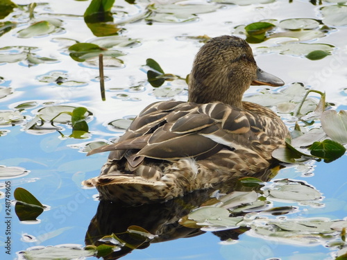 Duck on the water among water lilies