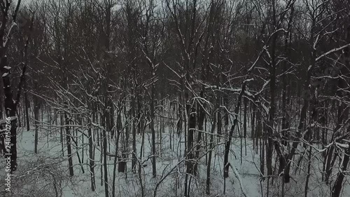 Drone Footage of Trees photo