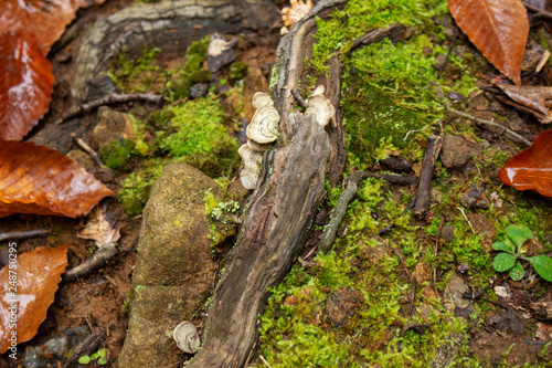 Turkey tail on tree root