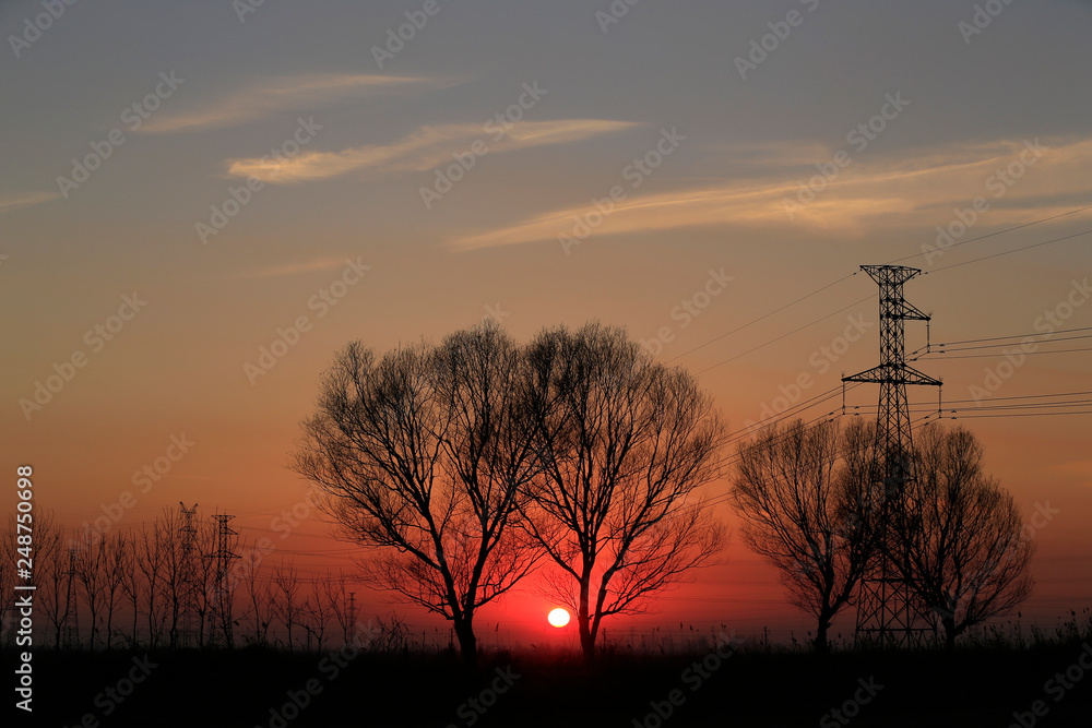 Willow silhouettes against the setting sun