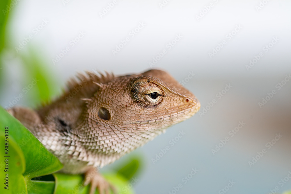 Fototapeta premium Close up lizard in nature.
