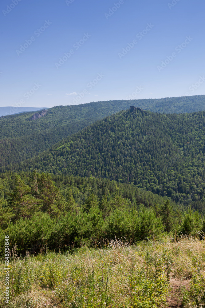 Landscape of coniferous forests. Vertical view. Summer sunny day