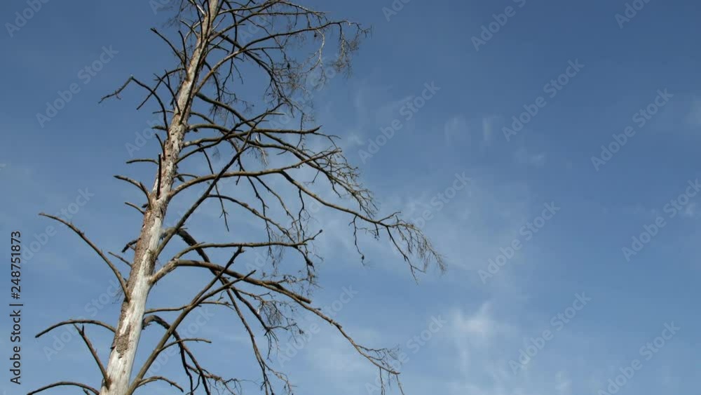 Dry Lonely Tree On A Background Of Blue Sky. Camera tilt. Dry Lonely Tree On A Background Of Blue Sky. Camera tilt.