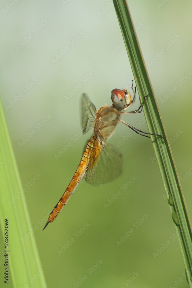 Libellulidae, dragonfly insects perch on a beautiful stalk Libellulidae, dragonfly insects perch on a beautiful stalk
