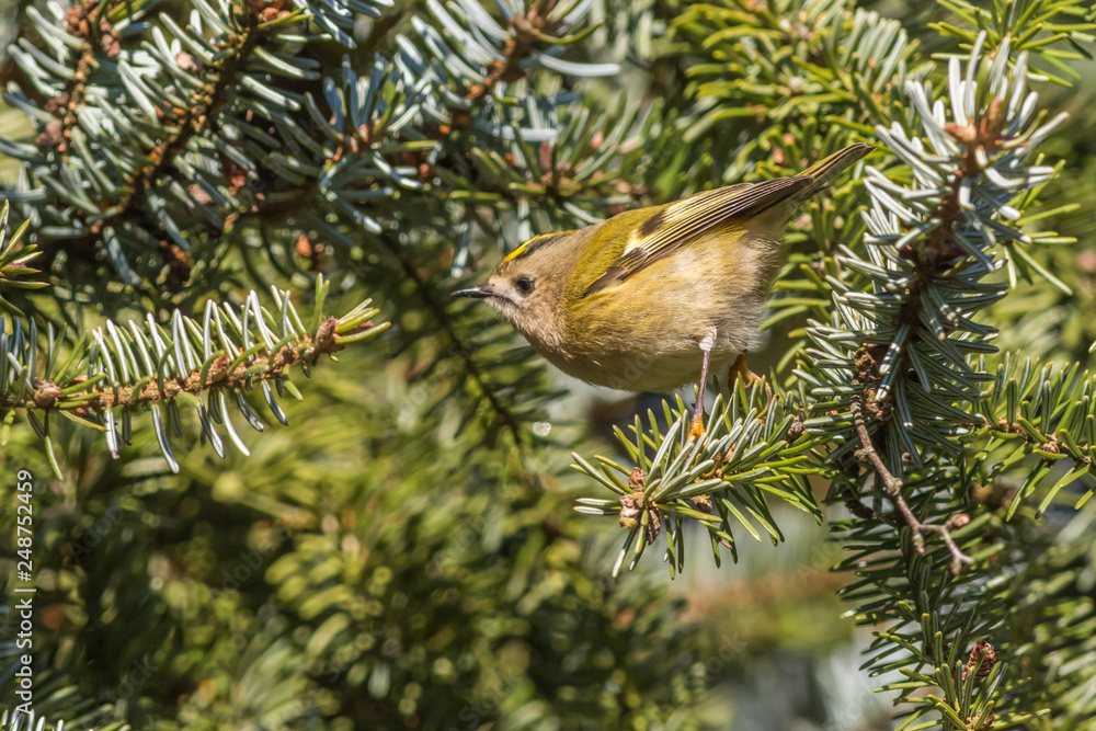 Goldcrest (Regulus regulus) on a branch
