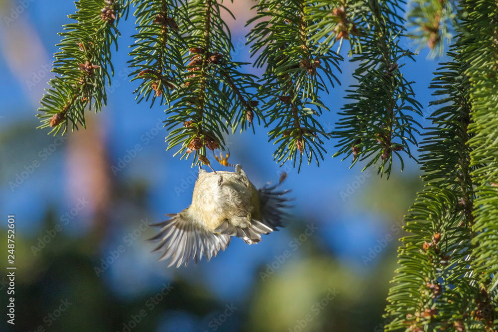 Goldcrest (Regulus regulus) on a branch