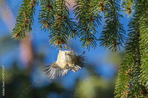 Obraz na płótnie Goldcrest (Regulus regulus) on a branch w salonie