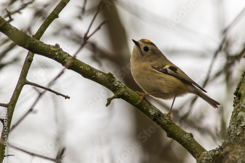 Obraz na płótnie Goldcrest (Regulus regulus) on a branch w salonie