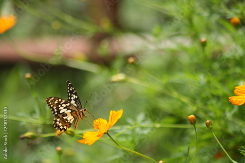 Rhopalocera, Butterfly butterfly perch and fly on beautiful flowers