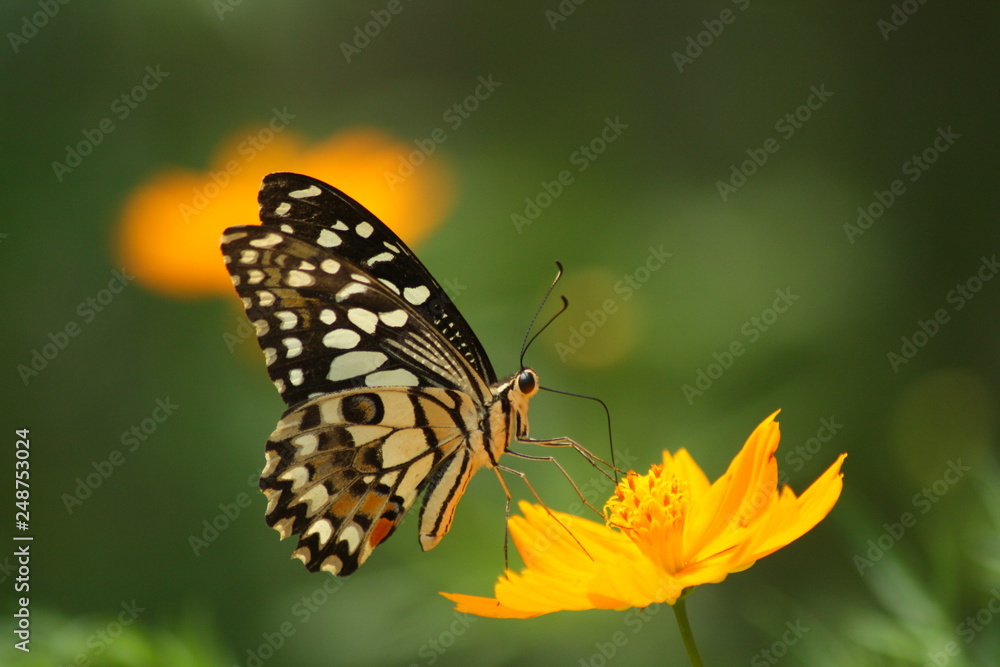 Rhopalocera, Butterfly butterfly perch and fly on beautiful flowers Rhopalocera, Butterfly butterfly perch and fly on beautiful flowers