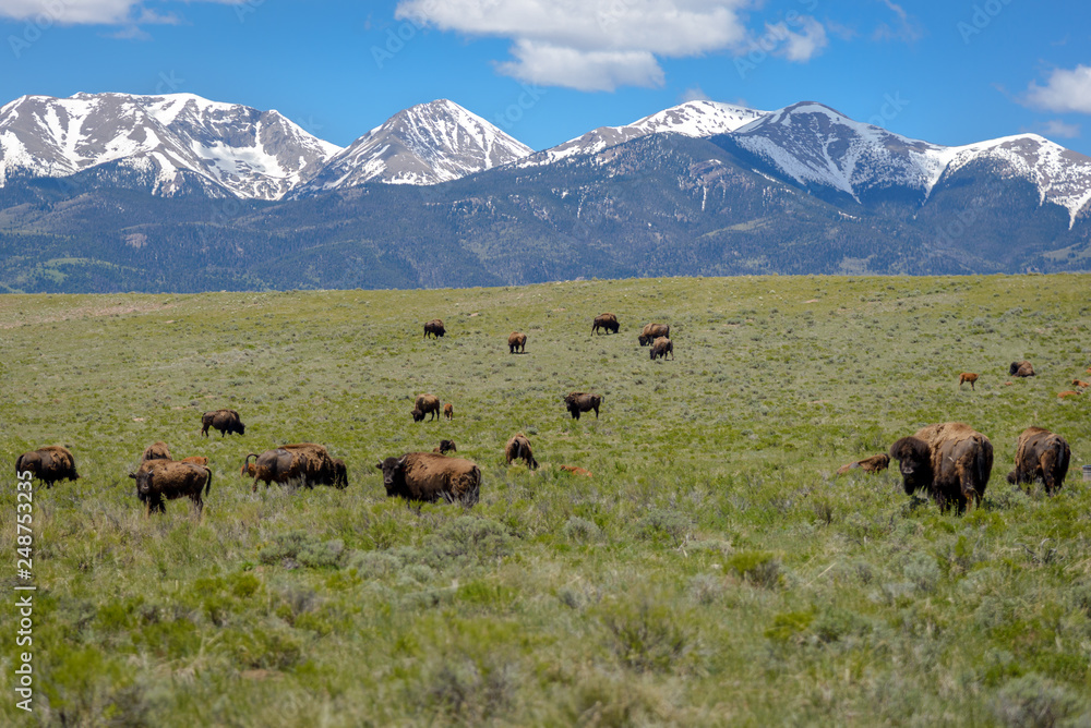 Herd of Buffalo / Bison Grazing on a Colorado Ranch Under a Snow Capped Mountain Range