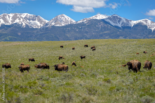 Herd of Buffalo / Bison Grazing on a Colorado Ranch Under a Snow Capped Mountain Range