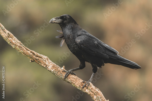 Common Raven (Corvus corax) portrait.