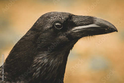 Fotografie Common Raven (Corvus corax) portrait.