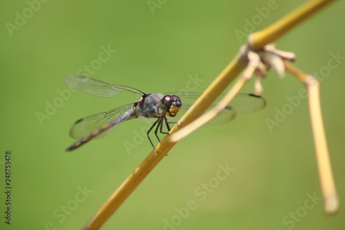 Blue Dragonfly On Stalk With Greenbackground